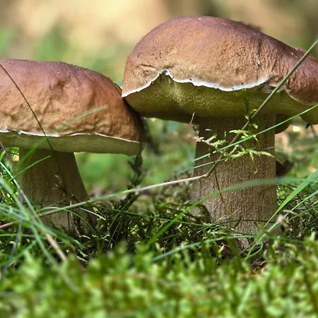 Apartman Rezidence Marianka