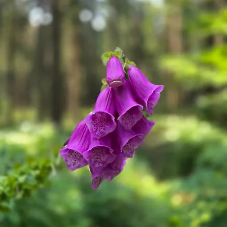 Rezidence Marianka Apartman