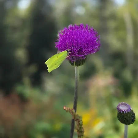Apartman Rezidence Marianka Albrechtice v Jizerských horách