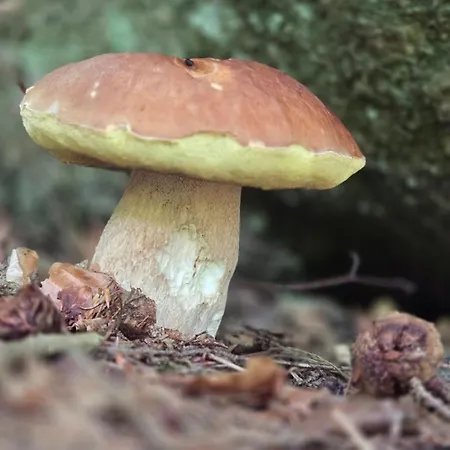 Rezidence Marianka *