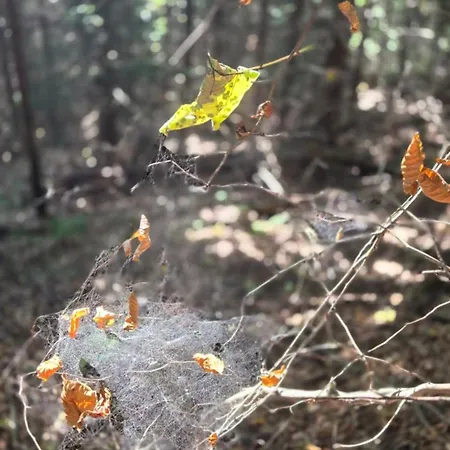 Rezidence Marianka Apartman